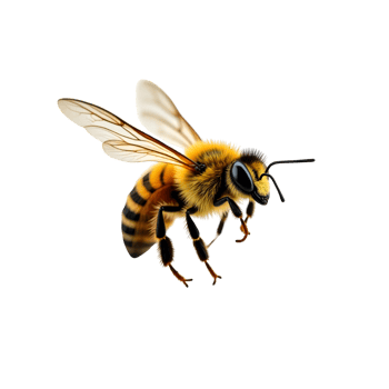 Realistic Flying Honey Bee Isolated on Transparent Background png
