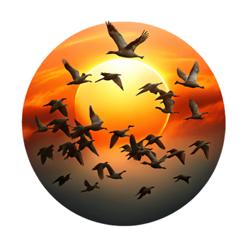 dramatic classic A flock of migrating birds silhouetted against a fiery sunset sky, in a dynamic, action packed style professional png