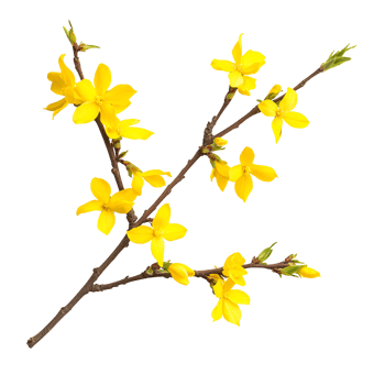 yellow flowers on a branch with no leaves png