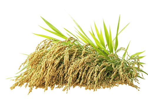 Close-up of ripe, golden rice stalks, showcasing the grains and leaves. Perfect for agricultural, culinary, or cultural projects png