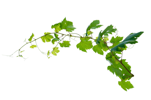 Ivy bunch. vine frame leaf vine circle Isolate on transparent background file png