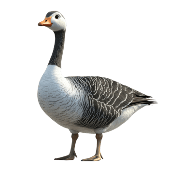Domestic goose standing upright on isolated transparent background png