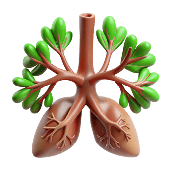 impressive artistic beautiful abstract 3D Lungs Illustration, Healthy Respiratory System high resolution detailed png
