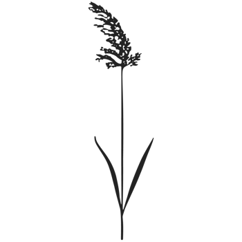 A black and white illustration of a tall grass png