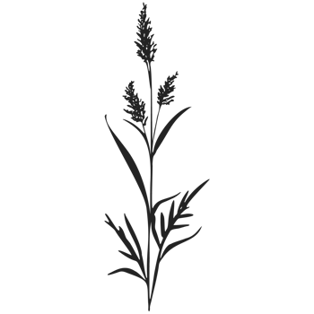 A black and white illustration of a plant png