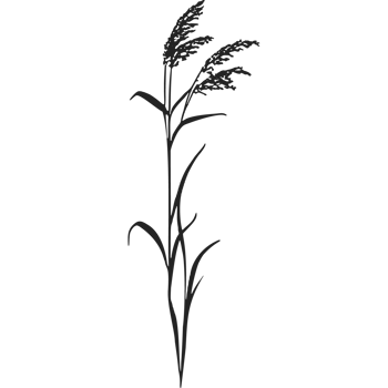 A black and white drawing of a tall grass png