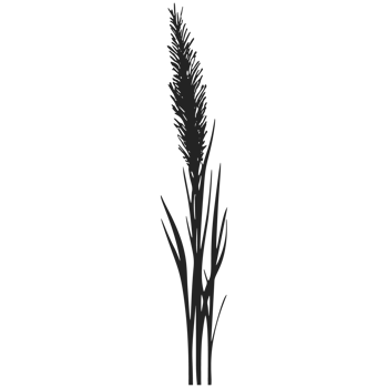 A black and white illustration of a tall grass png