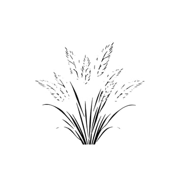 Minimalist Black and White Illustration of Ornamental Grass, Depicting Detailed Plumes and Blades, Set Against a Pure White Background. vector