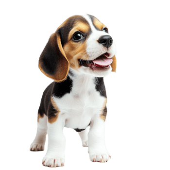 Cute beagle puppy with floppy ears and a playful happy expression png