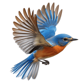 Small blue and orange bird flying with its wings spread wide png