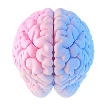 Half pink and half blue human brain with a realistic texture png