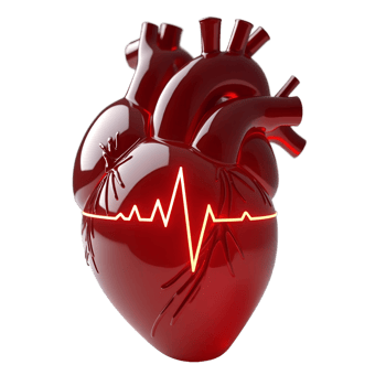 Detailed 3D Human Heart with Veins and Arteries Medical Stock Image png