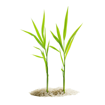 Small rice plants growing from grains on a transparent background, showcasing early stages of rice cultivation and agriculture, Small rice plants on transparent background. Rice seedlings transparent png