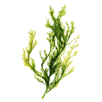 Fresh green algae specimen isolated on a transparent background showcasing its intricate structure and vibrant color, Fresh green algae isolated on transparent background. Algae transparent background png