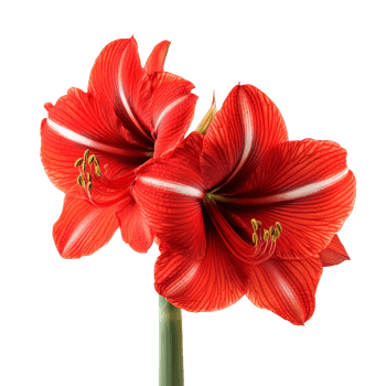 Vibrant amaryllis flowers in full bloom isolated against a transparent background, amaryllis isolated transparent background png