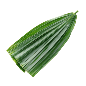 Freshly sliced pandan leaf showcasing vibrant green colors on a clean transparent background, slice pandan leaf isolated on transparent background png