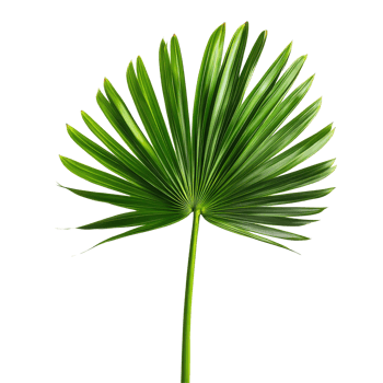 Tropical green palm leaf isolated on a clean transparent background capturing natural beauty and serenity, tropical nature green palm leaf on transparent backgroundfile png