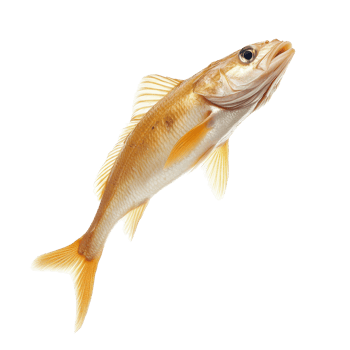 A fish leaping gracefully through the air above a plain transparent background during a dynamic underwater moment, Leaping Fish in Midair on transparent background png