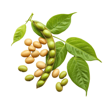 Soybean seeds and pods with leaves displayed on a clean transparent background highlighting agricultural produce, Soy beans seeds isolated on transparent background png