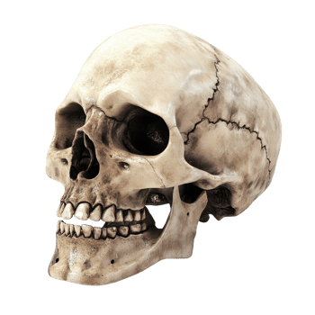 A detailed human skull isolated on a clean transparent background highlighting its features vividly, A Human Skull Isolated on a transparent background png