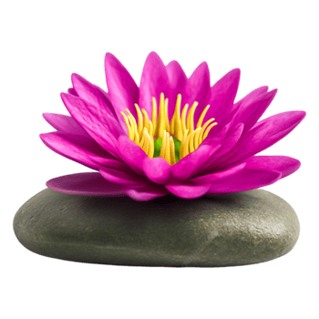 Vibrant Pink Water Lily on a Smooth Stone Surface png