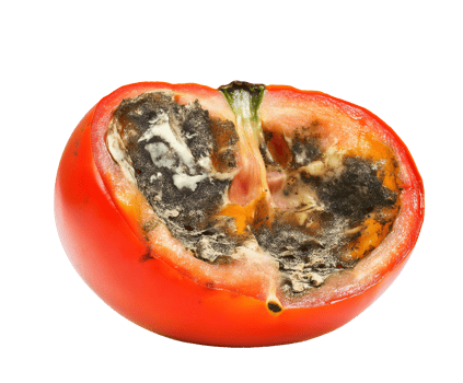 rotting tomato half with mushy watery interior and visible mold, spoiled fruit with fungal growth and blackened decay, decomposing produce with shriveled texture, on isolated background png
