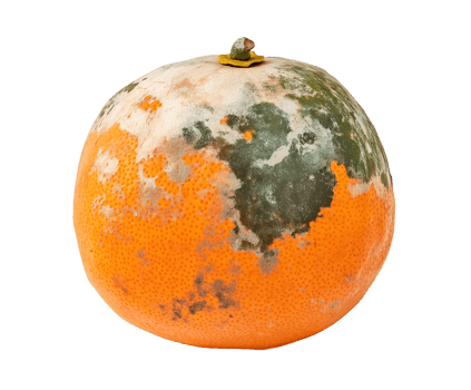 moldy orange with patches of green and white mold, spoiled citrus fruit with decayed texture and fungal growth, decomposing produce with visible deterioration, on isolated background png