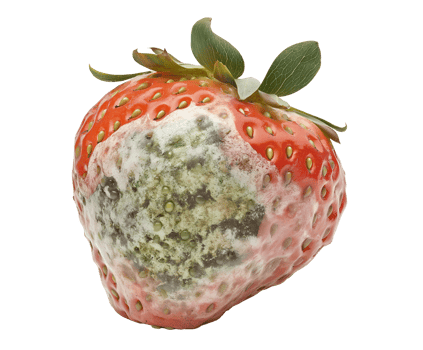 moldy strawberry with slimy texture and green fungal growth, spoiled berry with decayed surface and rotting interior, decomposing fruit with visible deterioration, on isolated background png