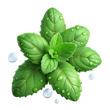 wonderful contemporary A Vibrant Bunch of Fresh Mint Sprigs with Water Droplets, authentic png