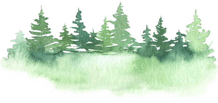 Watercolor evergreen forest trees landscape illustration png
