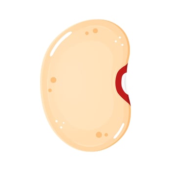 Single cannellini bean illustration, showing a white kidney bean with a red hilum. vector
