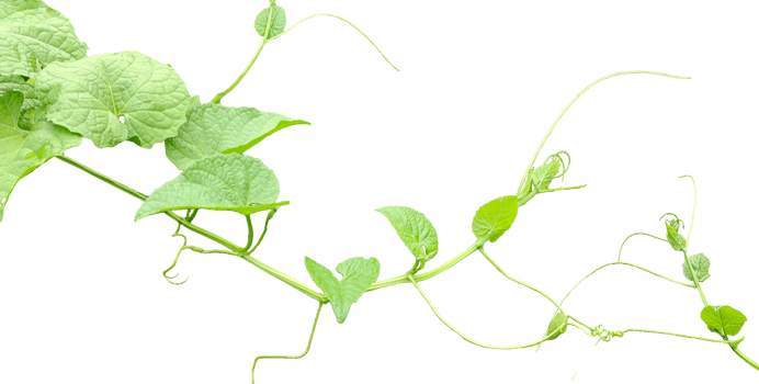a plant with green leaves and leaves on it, green Teasel gourd tree vine with leaves isolated, png