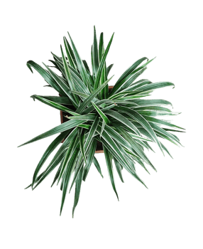 pine branch isolated on , a plant in a pot on a transparent background, Variegated Spider Plant, png
