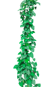 Green Climbing Vine, green ivy tree isolated , a green plant on a background, green christmas png
