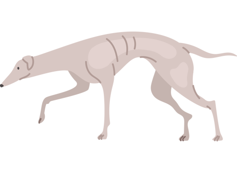 funny greyhound dog png