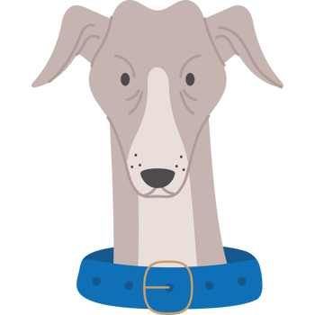 greyhound dog front view png