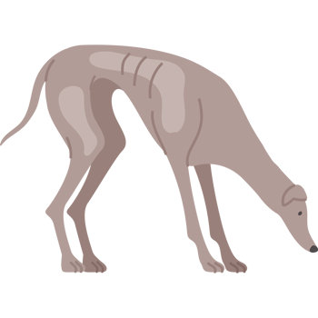 greyhound dog animal icon png
