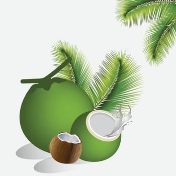 A vibrant digital illustration of fresh green coconuts, featuring one whole coconut, a half-cut coconut with splashing coconut water, and a brown mature coconut. The lush green leaves in the back. vector
