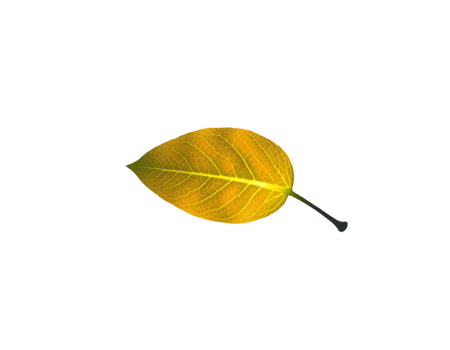 Autumn leaf isolated on transparent background png