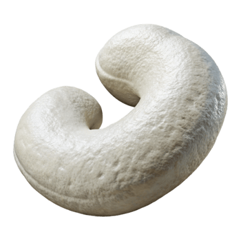 stunning contemporary Cashew Nut White Isolated Element with Curved Shape exclusive png