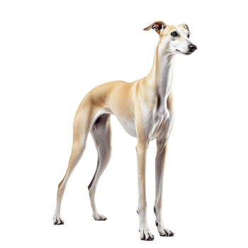 A dog standing in front of a black background png
