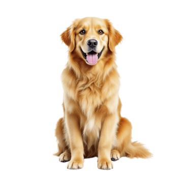 Golden retriever sitting on black background png