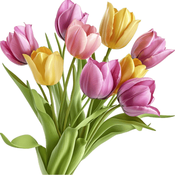 Bouquet of colorful tulips in full bloom png