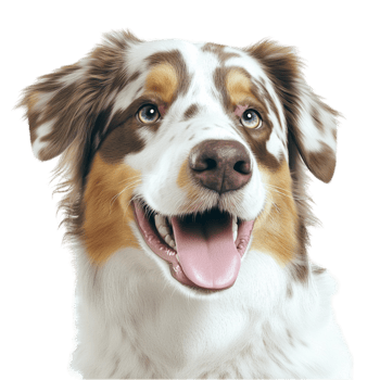 Happy Australian shepherd dog with a smile png