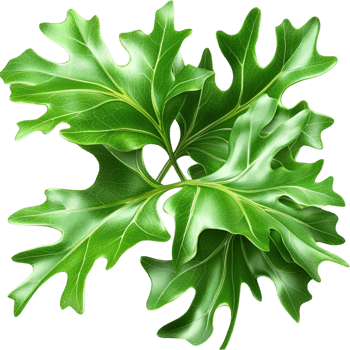 parsley leaves with green color and detailed veins png