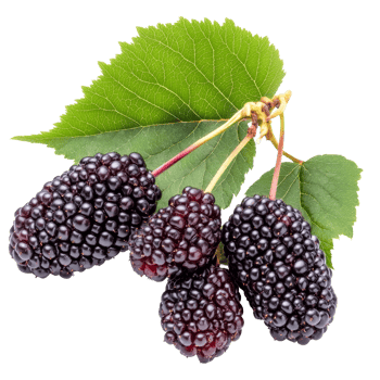 Fresh mulberries with vibrant green leaves on a transparent background, showcasing their rich color and texture, Mulberry on transparent background png
