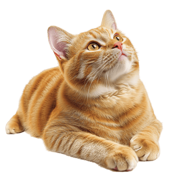 Cute orange tabby cat lying down with a curious expression png