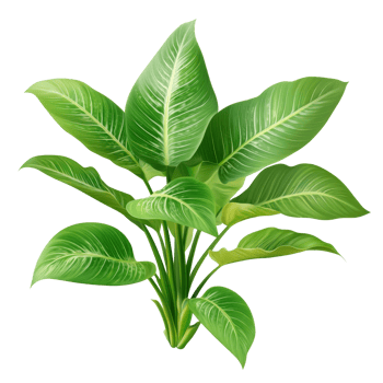 Lush green leaves of Homalomena Rubescens plant with vibrant foliage in bright lighting, Green leaves of Homalomena plant Rubescens transparent png