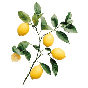 Fresh lemons on a branch with lush green leaves against a bright transparent background, Branch with Fresh Lemons on transparent background png