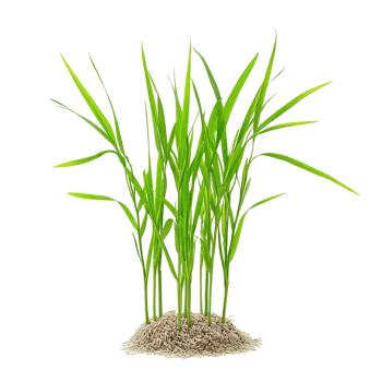 Small rice seedlings growing from soil on a transparent background representing early rice cultivation stages, Small rice plants on transparent background. Rice seedlings transparent background png